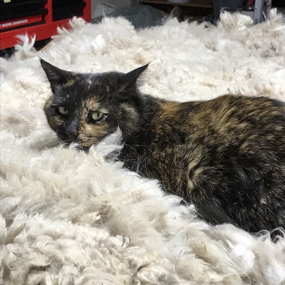 Meet your Posher, Michele - Picture 3 of 8